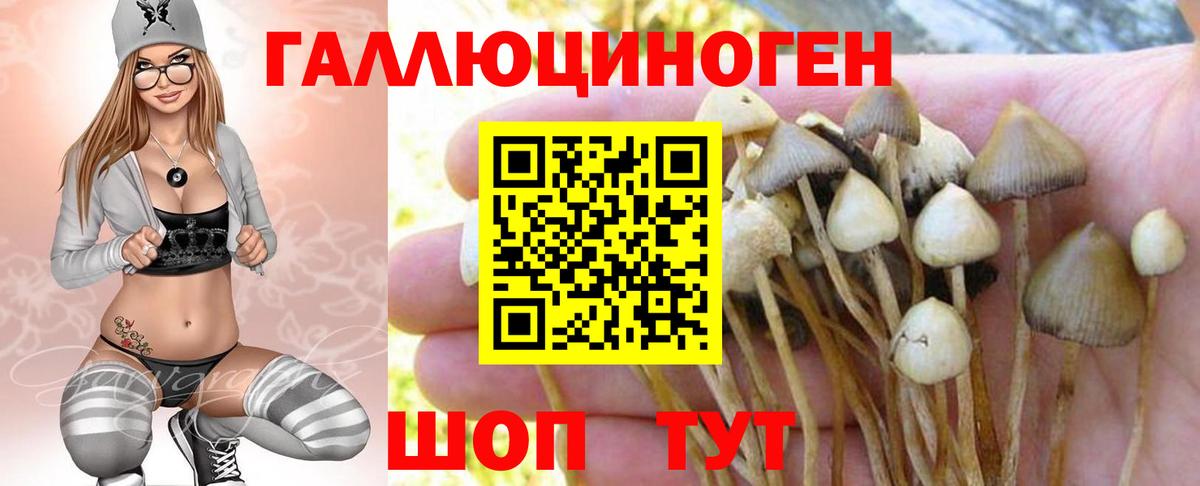 Галлюциногенные грибы Psilocybe Оренбург